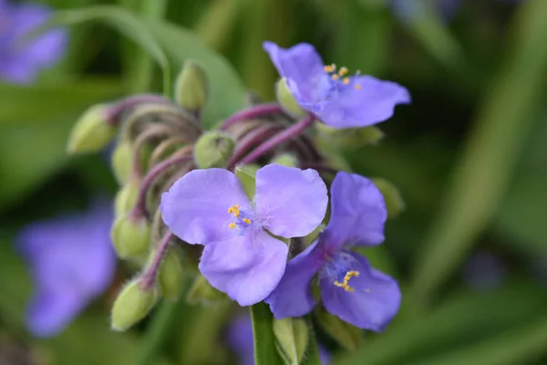 Kwiat Pająka Bliska Łacińska Nazwa Tradescantia Virginiana — Zdjęcie stockowe