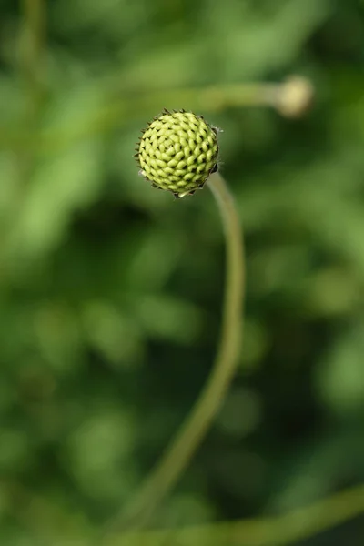 Obří Strupovité Květinové Poupě Latinské Jméno Cephalaria Gigantea — Stock fotografie