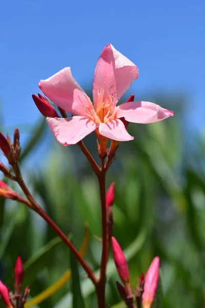 Yhteinen Oleanteri Vaaleanpunainen Kukka Latinalainen Nimi Nerium Oleander — kuvapankkivalokuva