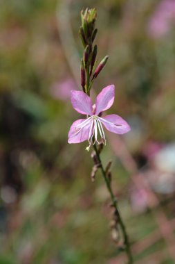 Pembe Gaura - Latince adı - Oenothera lindheimeri (Gaura lindheimeri)