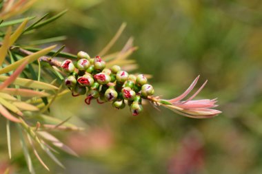 Cüce şişe fırçası çiçek tomurcukları - Latince adı - Callistemon subulatus (Melaleuca subulata)