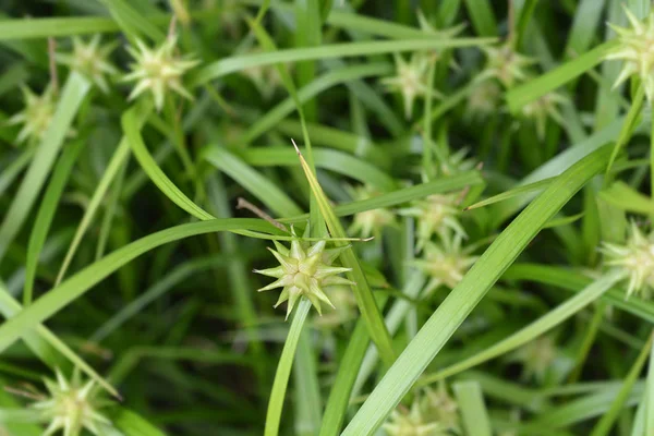 Szürke Sáska Latin Név Carex Grayi — Stock Fotó