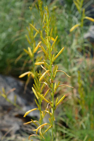 Jacobs Rod Latinskt Namn Asphodeline Liburnica — Stockfoto