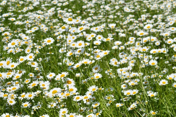 Field Full White Daisy Flowers Latin Name Leucanthemum Vulgare — Stock Photo, Image