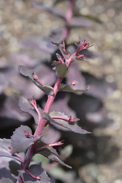 Orpine Purple Emperor Латинська Назва Hylotelephium Telephium Purple Emperor Sedum — стокове фото