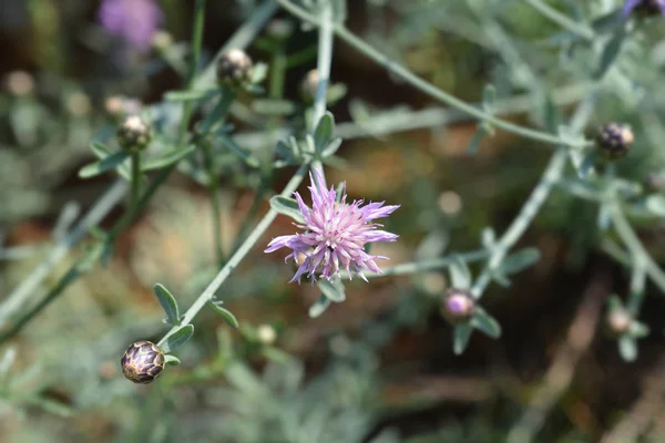 Aciano Endémico Croata Nombre Latino Centaurea Friderici Subsp Jabukensis —  Fotos de Stock