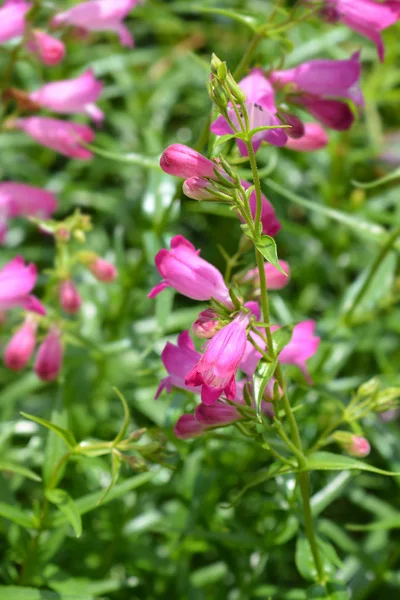 Red Rocks Beard Language Latinský Název Penstemon Mexicali Red Rocks — Stock fotografie