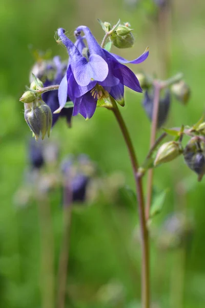 Common Columbine Latin Name Aquilegia Vulgaris — Stock Photo, Image