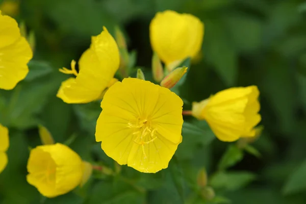 Pierwiosnek Wąskolistny Wieczorny Nazwa Łacińska Oenothera Fruticosa — Zdjęcie stockowe