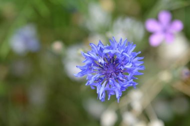 Beyaz Cornflower çiçeği - Latince adı - Cyanus segetum (Centaurea siyanus)