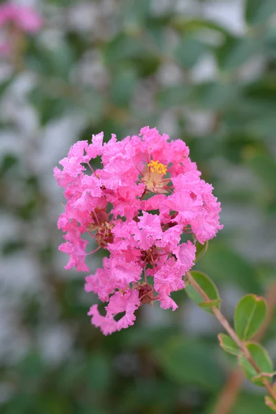 Pembe Krep Latince Adı Lagerstroemia Indica — Stok fotoğraf