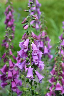 Yüksükotu Excelsior Melezleri - Latince adı - Digitalis purpurea Excelsior Hybrids