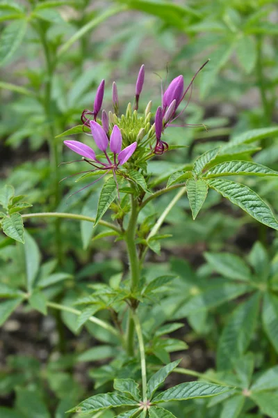 Fleur Araignée Rose Queen Nom Latin Cleome Hassleriana Rose Queen — Photo