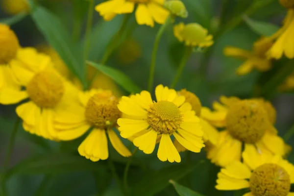 Common Sneezeweed Latin Name Helenium Autumnale — Stock Photo, Image