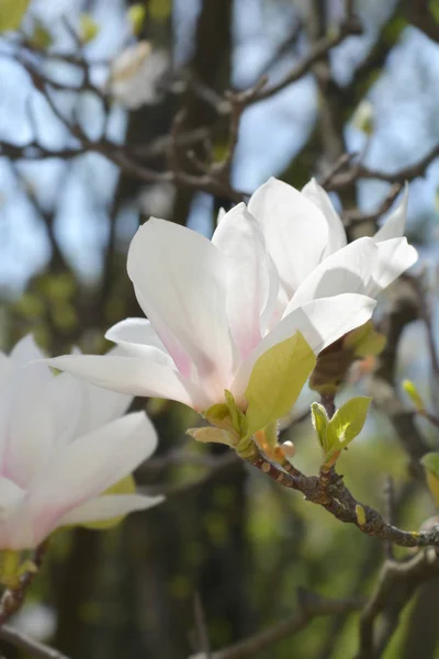 Magnolia Soulangeana Hybriden Latijnse Naam Magnolia Soulangeana — Stockfoto