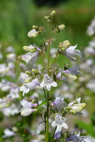 Stockfotos Foxglove Penstemon Bilder Stockfotografie Foxglove Penstemon Lizenzfreie Fotos Depositphotos