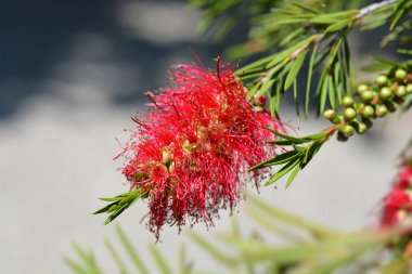 Kırmızı şişe fırçası çiçekleri - Latince adı - Callistemon coccineus (Melaleuca rugulosa)