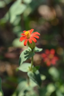 Peru çinnası - Latince adı - Zinnia peruviana