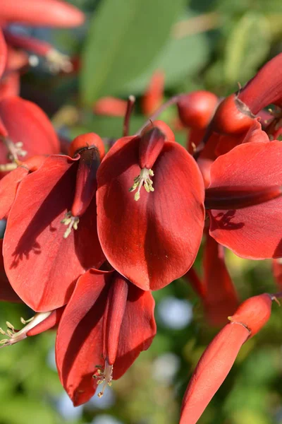 Cockspur Coral Tree Латинское Название Erythrina Crista Galli — стоковое фото