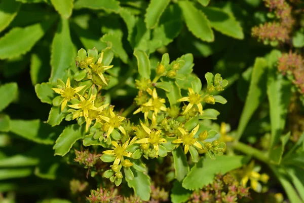 Sárga Kőszikla Latin Név Sedum Takesimense Phedimus Takesimensis — Stock Fotó