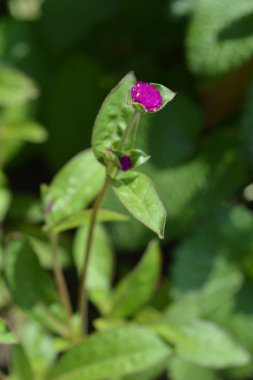 Globe amaranth Violacea - Latince adı - Gomphrena globosa Violacea