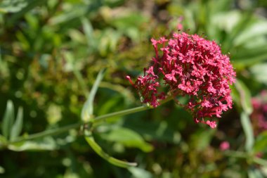 Kırmızı kediotu - Latince adı - Centranthus ruber