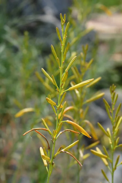 Jacobs Rod Łacińska Nazwa Asphodeline Liburnica — Zdjęcie stockowe