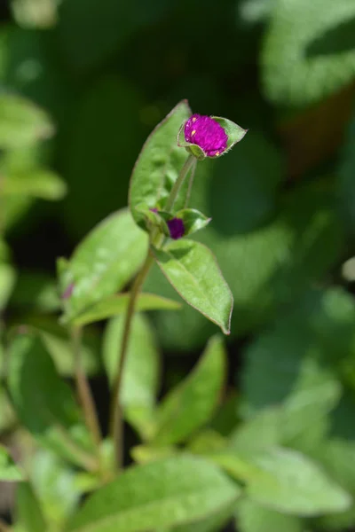 Globe Amaranth Violacea Латинское Название Gomphrena Globosa Violacea — стоковое фото