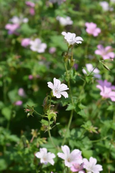 French Cranesbill Rose Clair Латинское Название Geranium Endressii Rose Clair — стоковое фото