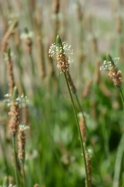 Ribwort Plantain Nome Latino Plantago Lanceolata — Fotografia de Stock