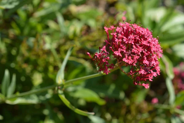 Red Valerian Latin Name Centranthus Ruber — Stock Photo, Image