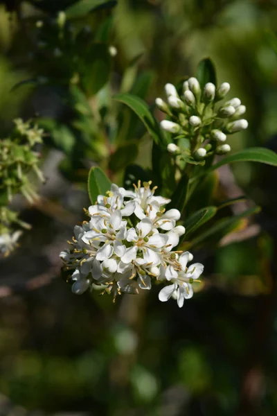 Cloven Gum Box White Flower Buds Latin Name Escallonia Bifida — Stock Photo, Image