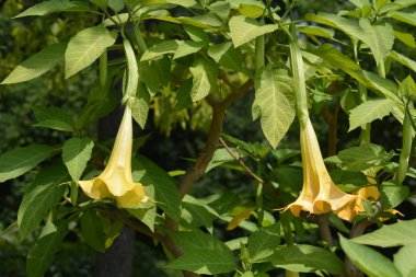 Meleklerin trompeti - Latince adı - Brugmansia suaveolens