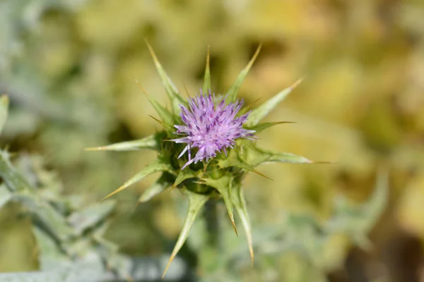 Milk Thistle Latin Name Silybum Marianum — Stock Photo, Image