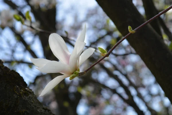 Magnolia Soulangeana Hybrids Latin Name Magnolia Soulangeana — Stock Photo, Image