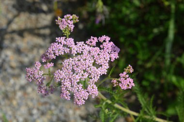 Pembe Yarrow - Latince adı - Achillea millefolium