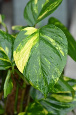 Epipremnum pinnatum Aureum (Epipremnum aureum)