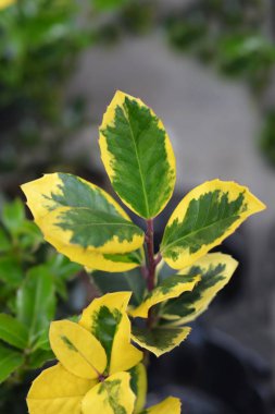 Holly Golden King - Latince adı - Ilex * altaclerensis Golden King