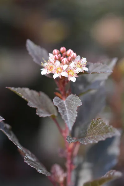 Joker Ninebark 라틴어 Physocarpus Opulifolius Little Joker — 스톡 사진