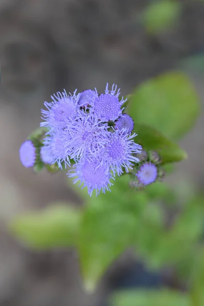 Floss Flower Latin Name Ageratum Houstonianum — Stock Photo, Image