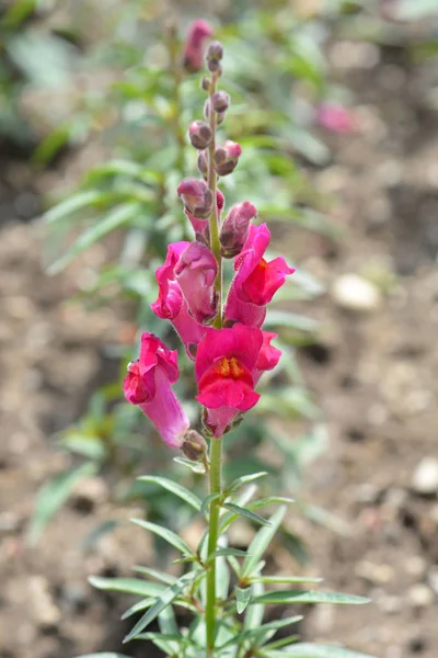 Snapdragon Φλόγα Σκούρα Ροζ Λουλούδια Λατινική Ονομασία Antirrhinum Majus Φλόγα — Φωτογραφία Αρχείου