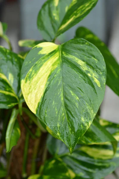 Epipremnum pinnatum Aureum (Epipremnum aureum)