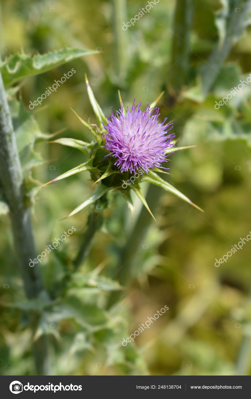 Milk thistle — Stock Photo © nahhan 248138704