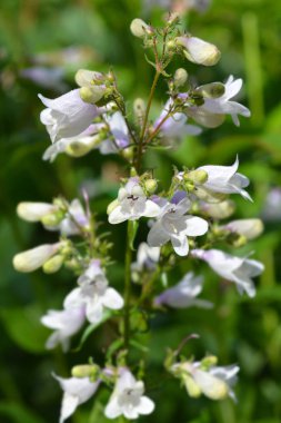 Yüksükotu beardtongue Husker kırmızı