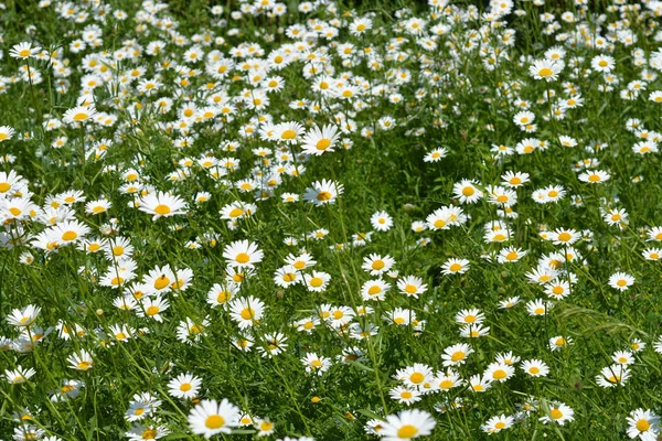 하얀 데이지 꽃들 — 스톡 사진
