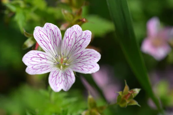 프랑스 cranesbill 로즈 클레 — 스톡 사진