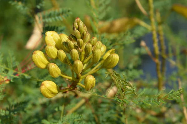 Paradijsvogel — Stockfoto