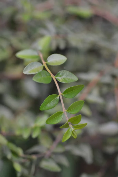 Shrubby honeysuckle Maigrun — Stock Photo, Image