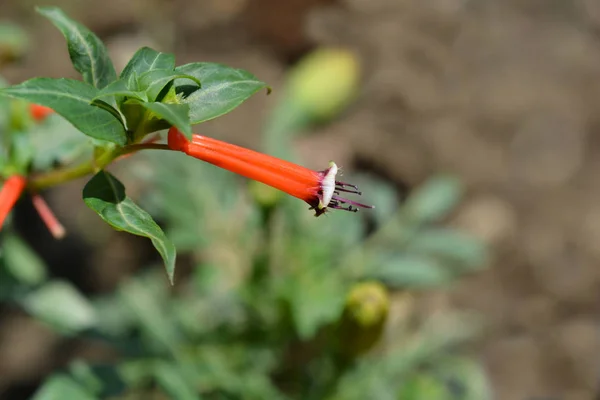 Flor de charuto — Fotografia de Stock