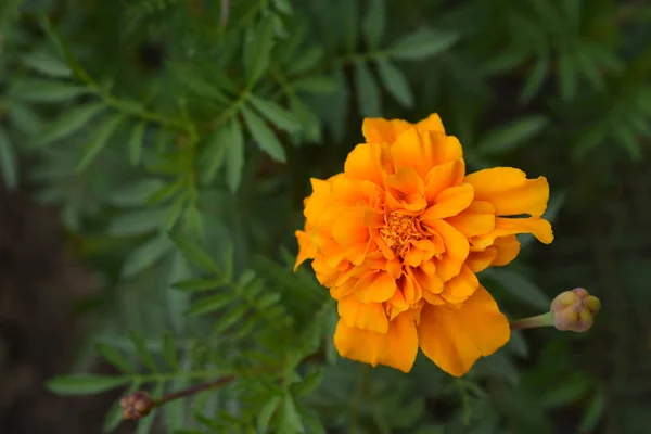 Französische Ringelblume — Stockfoto